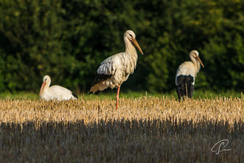 Weißstörche relaxen