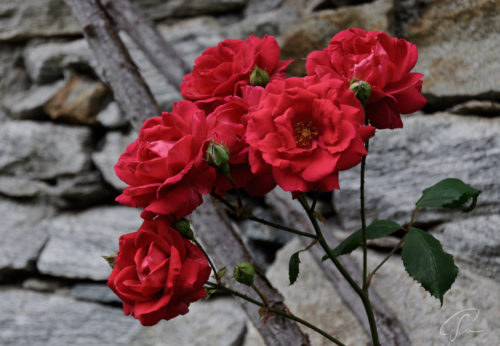 Rote Rosen wachsen an der Trockenmauer in Corippo im Valle Verzasca